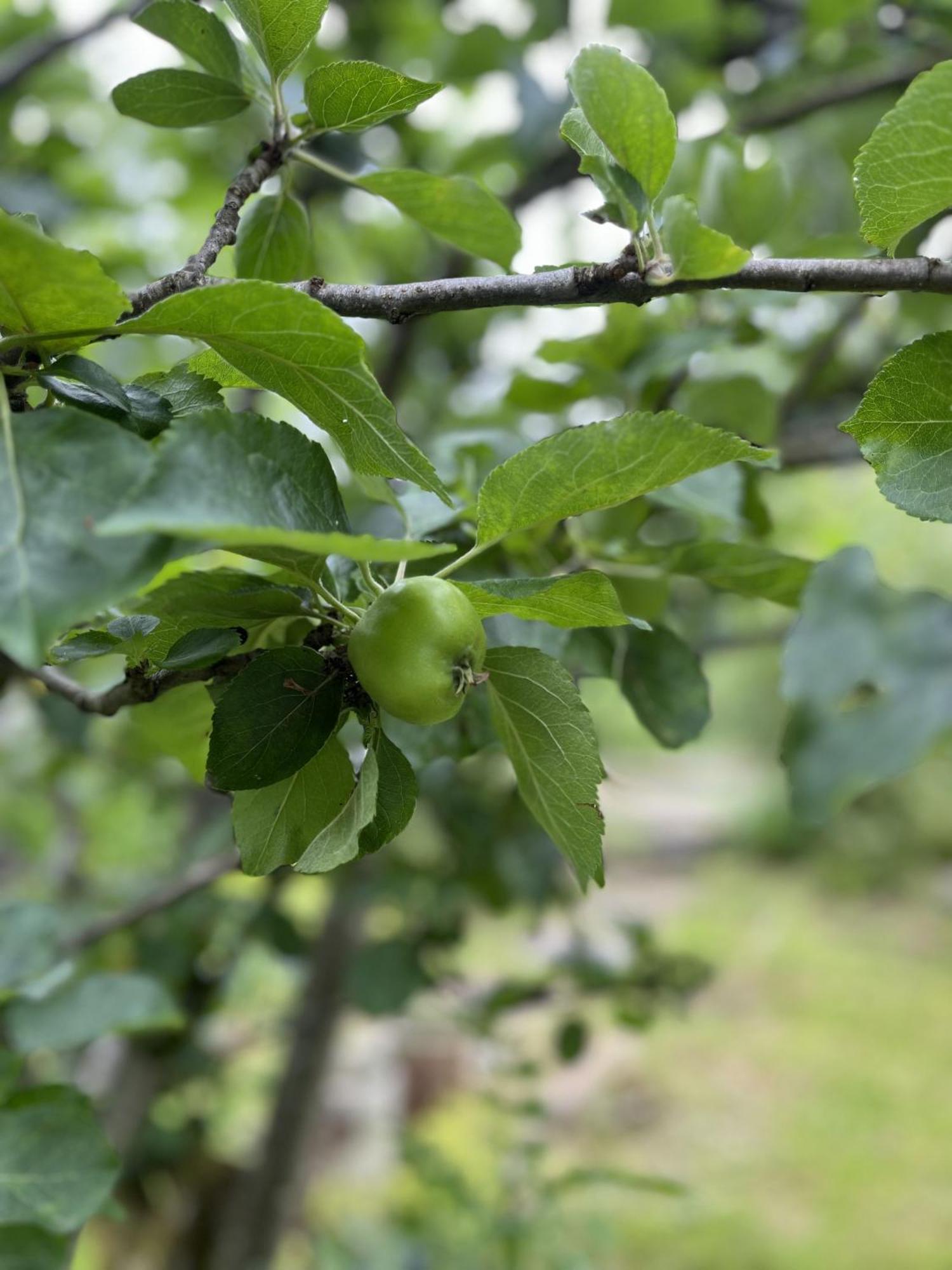 Apple Cottage Newton Stewart Ngoại thất bức ảnh