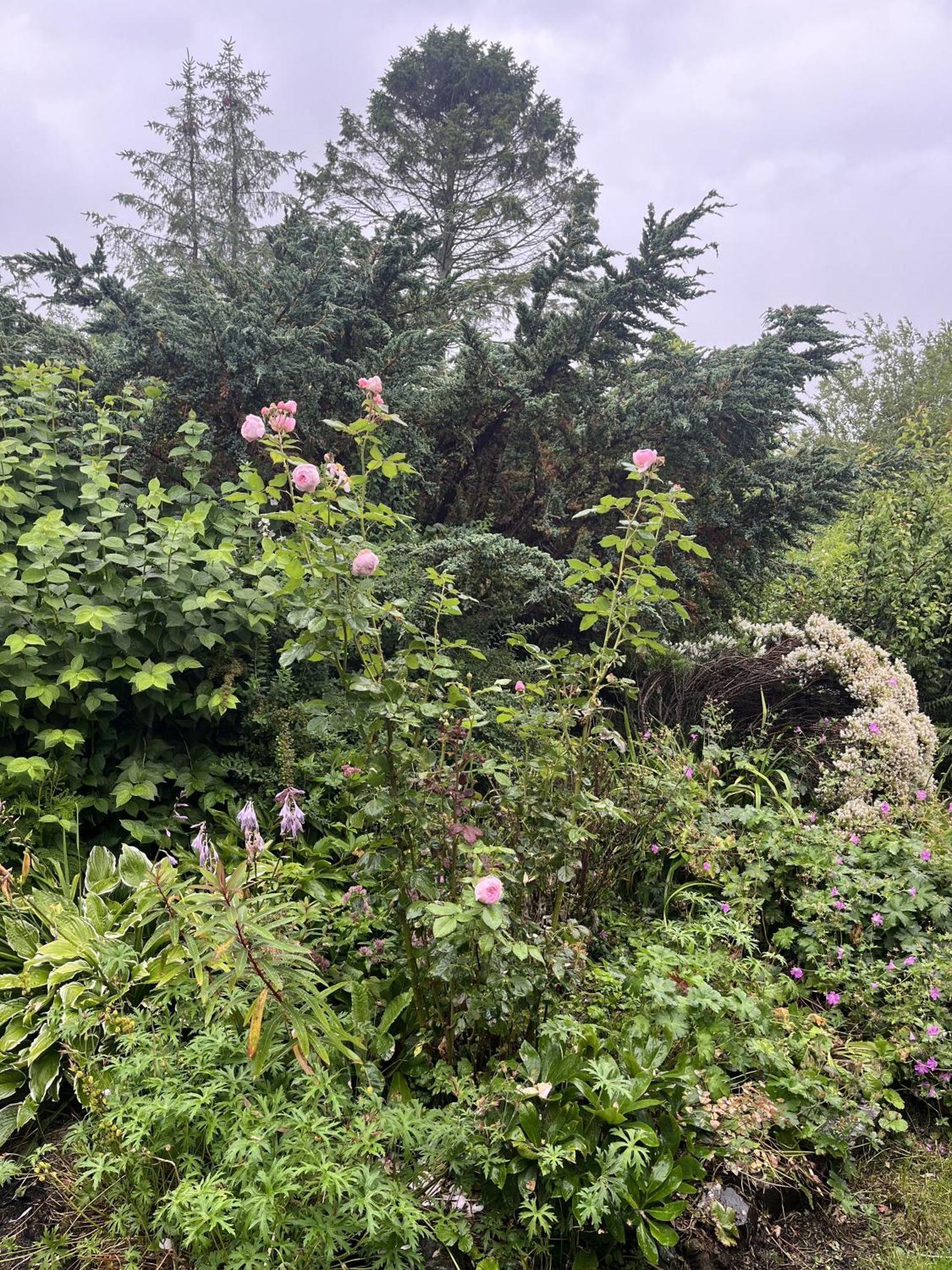 Apple Cottage Newton Stewart Ngoại thất bức ảnh